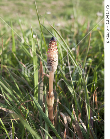 ツクシ 12041775