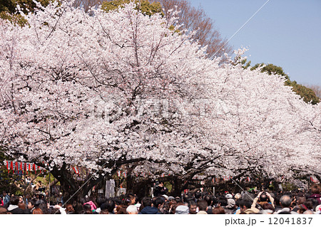上野公園の花見 上野公園の花見 12041837