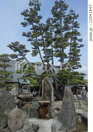 大願寺の九本松と龍神様 大願寺の九本松と龍神様 12041847