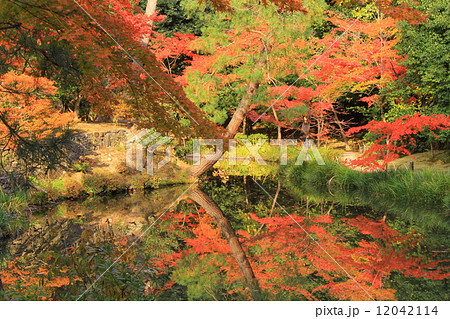等持院（京都）庭園の池に写る紅葉 12042114