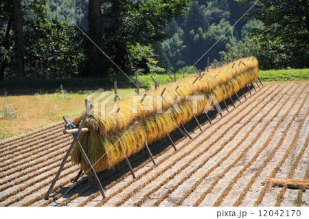 はざ掛け風景 12042170
