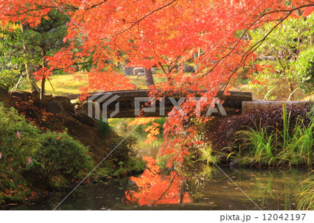 等持院（京都）池に写る紅葉 12042197