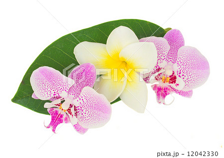 row of pink  orchid flowers 12042330