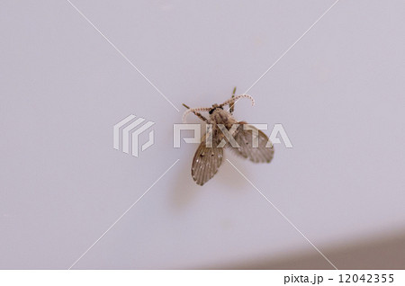 オオチョウバエ 12042355