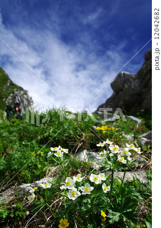 高山植物 高山植物 12042682