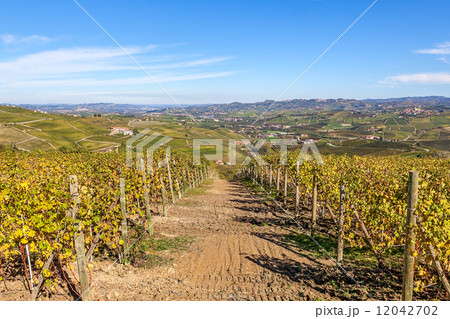 Autumnal vineyards of Piedmont, Italy, 12042702