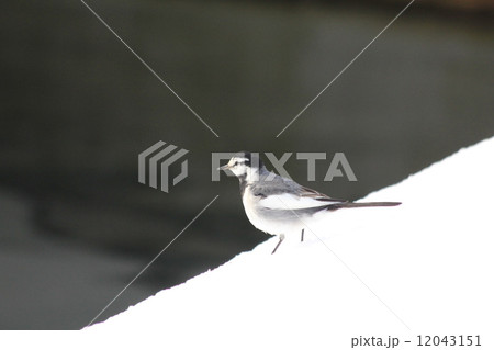 雪の上に立つセキレイ　１ 12043151