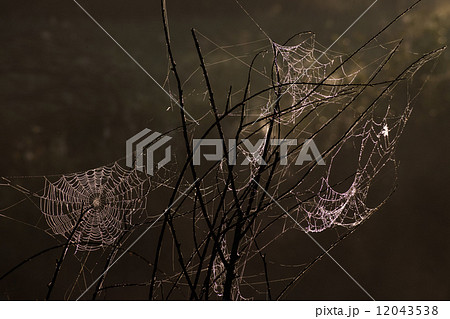 Spider net with water drops Spider net with water drops 12043538