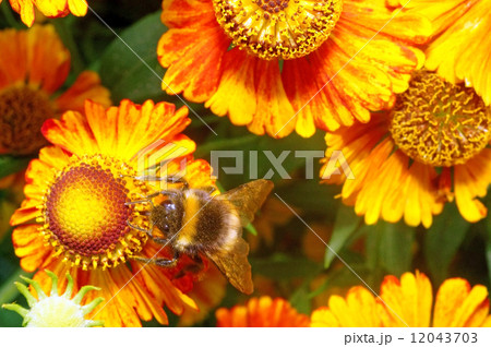 Macro - Bumblebee on a bright orange flower Helenium Macro - Bumblebee on a bright orange flower Helenium 12043703