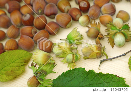 Ripe and unripe green walnuts with leaves on a light wood closeu 12043705