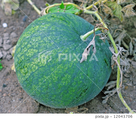 Watermelon in the garden 12043706