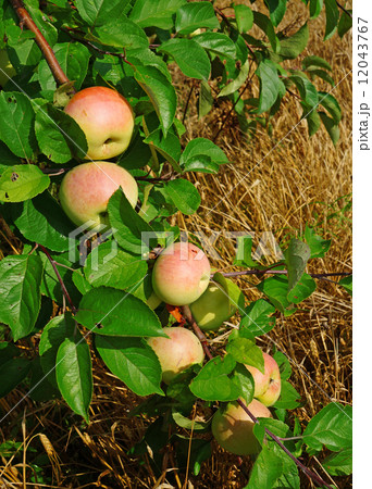 Branch with red apples on a background of a ripe field Branch with red apples on a background of a ripe field 12043767