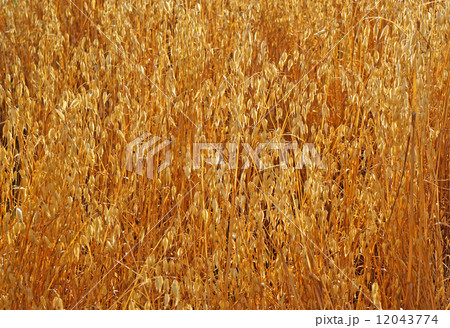 Field of ripe oats sunlit 12043774