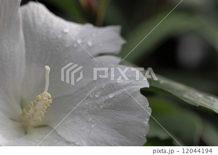 フヨウ白花と雨雫 12044194