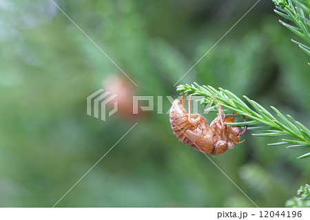 蝉の抜け殻と北山杉の若葉 12044196
