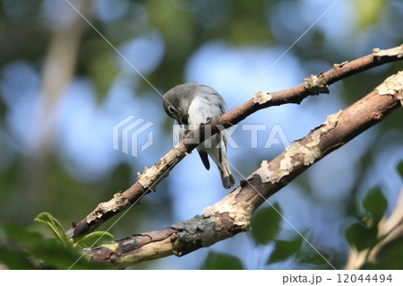 コサメビタキ コサメビタキ 12044494
