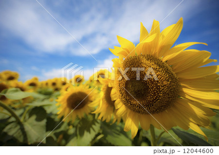 風に吹かれたひまわり 12044600