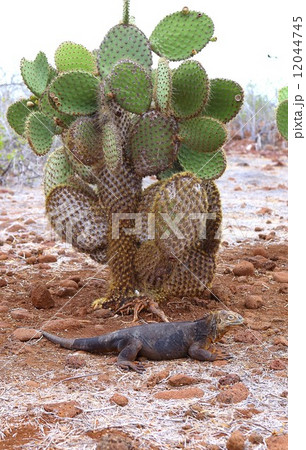 サボテンの実が落下するのをじっと待つガラパゴスの顔イグアナ 12044745