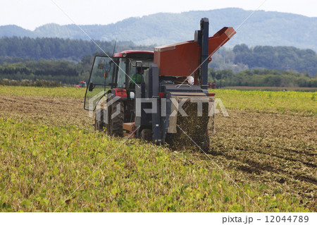 小豆収穫 小豆収穫 12044789