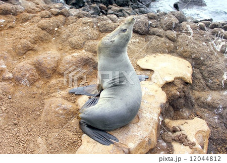 世界遺産第一号ガラパゴス諸島の海岸で人気者のアシカ 12044812