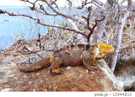 世界遺産第一号ガラパゴス諸島の顔として有名なイグアナ 12044813