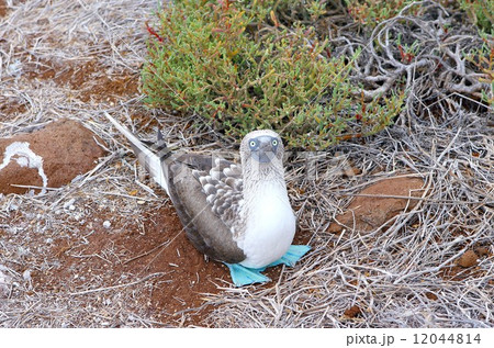 世界遺産第一号ガラパゴス諸島に生息する青足カツオ鳥 12044814
