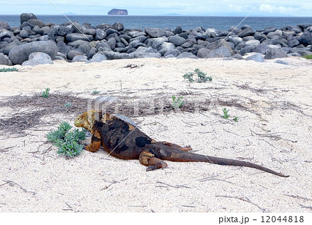 世界遺産第一号ガラパゴス諸島の顔として有名なイグアナ 12044818