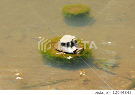 おんぶカメさん 12044842