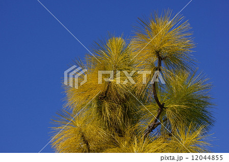 大王松　ダイオウショウと申します。黄金色に輝いています。 12044855