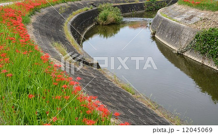 矢勝川沿いの彼岸花 12045069