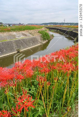 矢勝川沿いの彼岸花 12045070