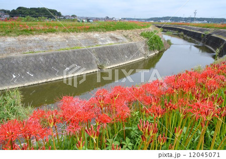 矢勝川沿いの彼岸花 12045071