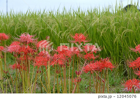 矢勝川沿いの彼岸花 12045076