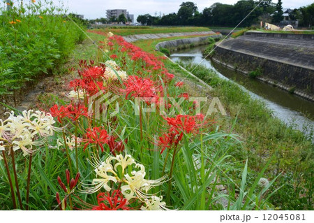 矢勝川沿いの彼岸花 12045081