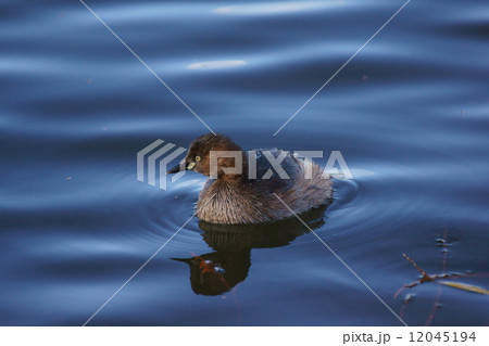 鳰　カイツブリ　ぬいぐるみが浮かんでいるよう。 12045194