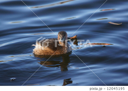 鳰 カイツブリ ぬいぐるみが浮かんでいるよう。 鳰 カイツブリ ぬいぐるみが浮かんでいるよう。 12045195
