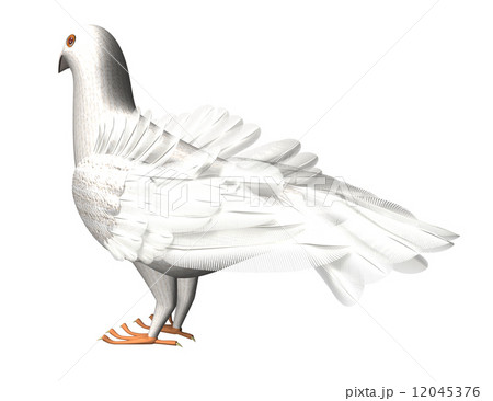 鳩 12045376
