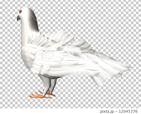 鳩 12045376