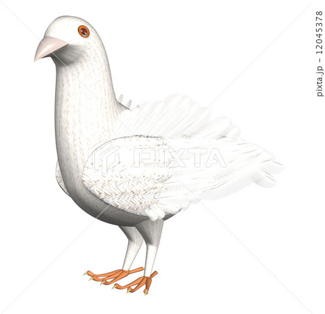 鳩 12045378