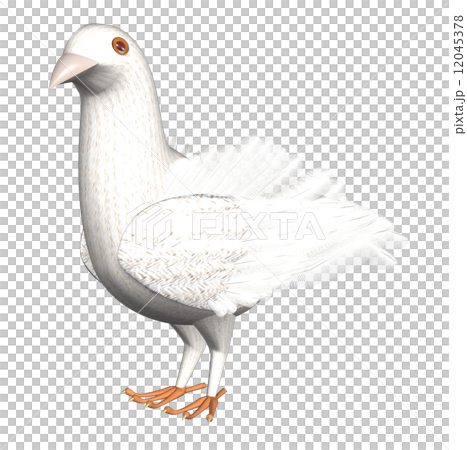 鳩 12045378