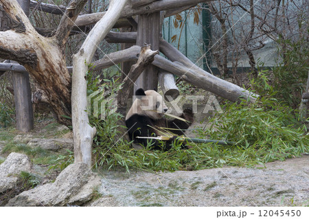 ウィーン シェーンブルン動物園のパンダ(世界で最も古い動物園)Tiergarten Schönbrunn 201 ウィーン シェーンブルン動物園のパンダ(世界で最も古い動物園)Tiergarten Schönbrunn 201 12045450