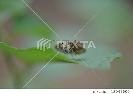 イチモンジセセリ 12045600