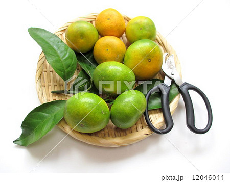 自家栽培 収穫した早生みかん 自家栽培 収穫した早生みかん 12046044