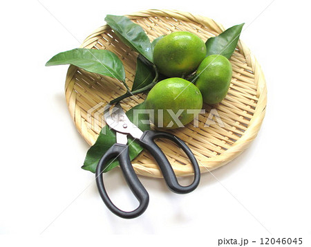 自家栽培 収穫した早生みかん 自家栽培 収穫した早生みかん 12046045