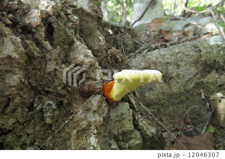 ツガノマンネンダケ ツガノマンネンダケ 12046307