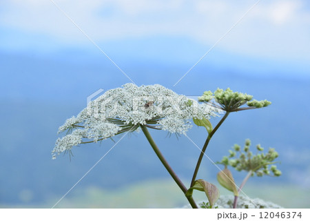 シシウド 12046374