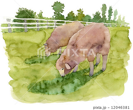 牧場の羊 水彩のイラスト素材 12046381 Pixta