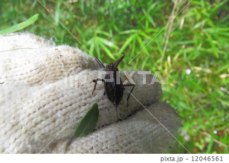 ヒメタイコウチ 12046561