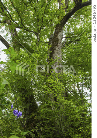 天生自然公園 12046795