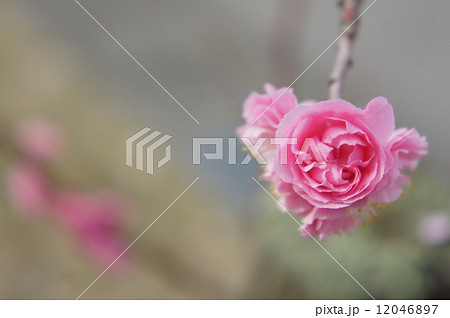 八重寒紅梅 12046897